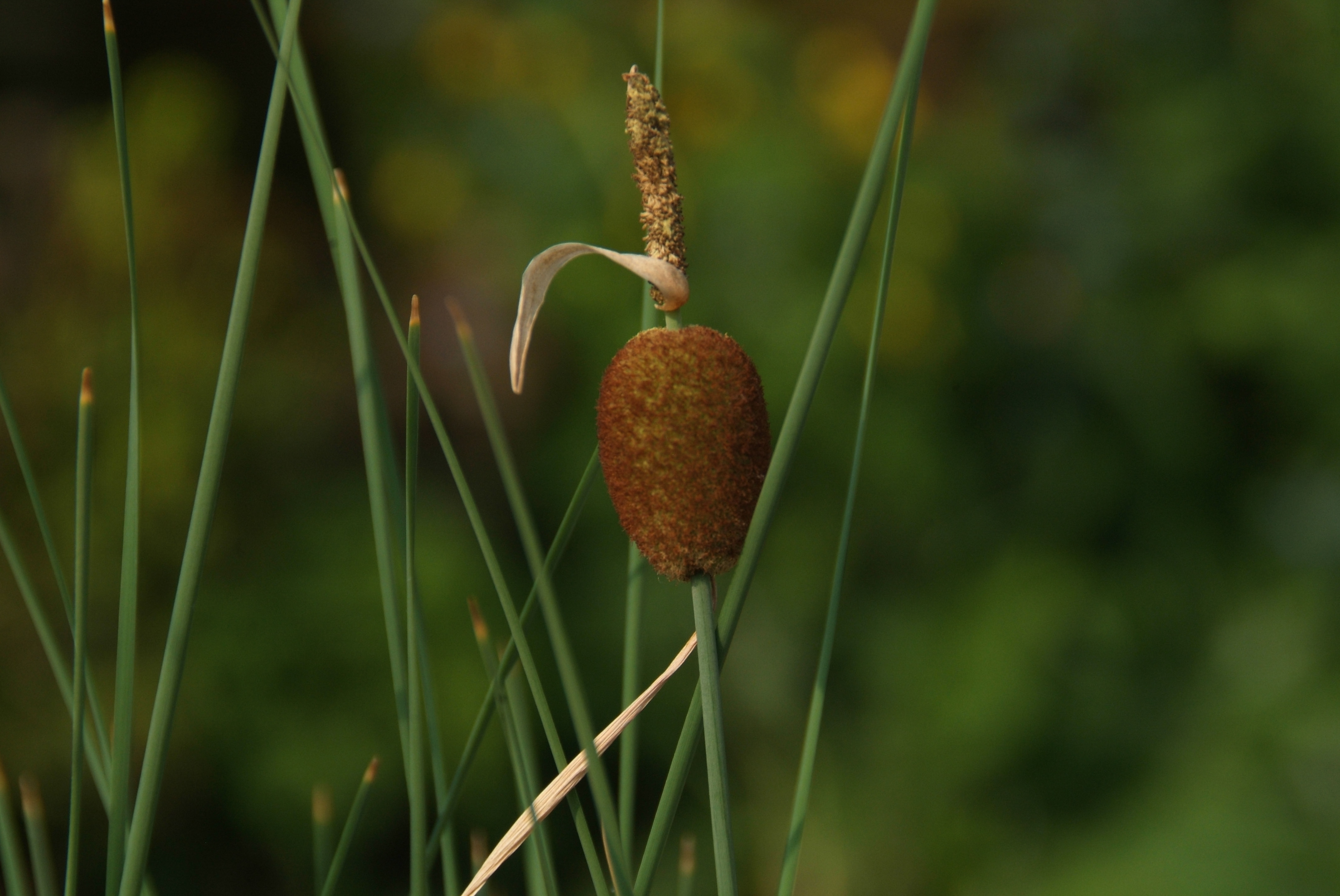 Typha minimaDwerglisdodde bestellen